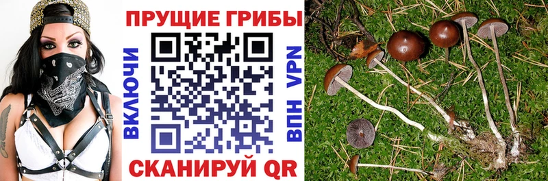 площадка официальный сайт  Красноперекопск  Псилоцибиновые грибы GOLDEN TEACHER 